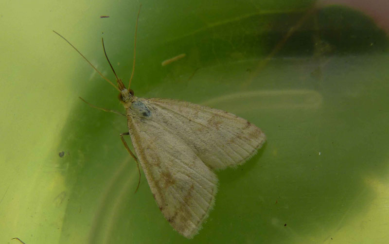 Udea lutealis - Crambidae..........dal Trentino